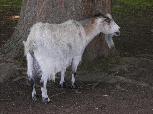 COTE VOISINS (1).JPG